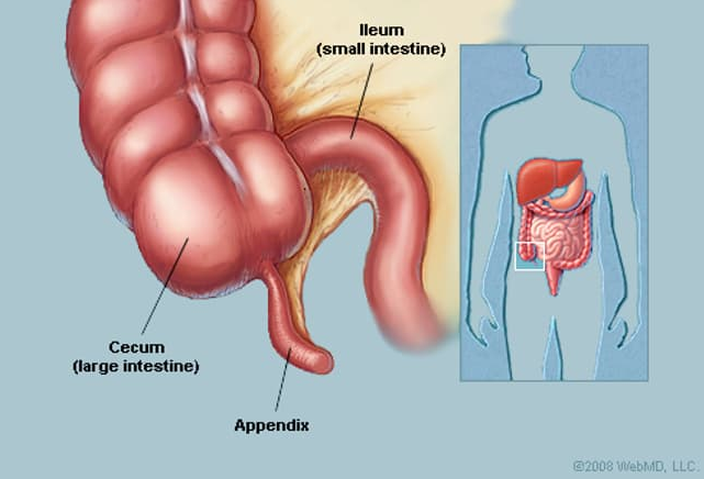 Organ Usus Buntu atau Appendix